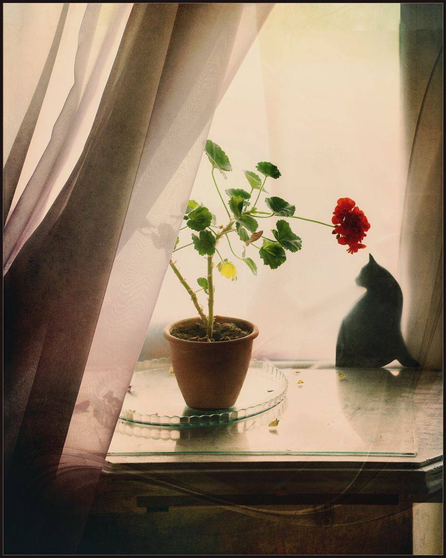 , Хромеев Александр