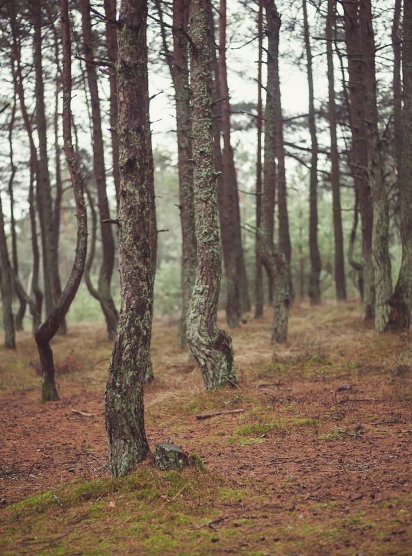 Танцы фото превью