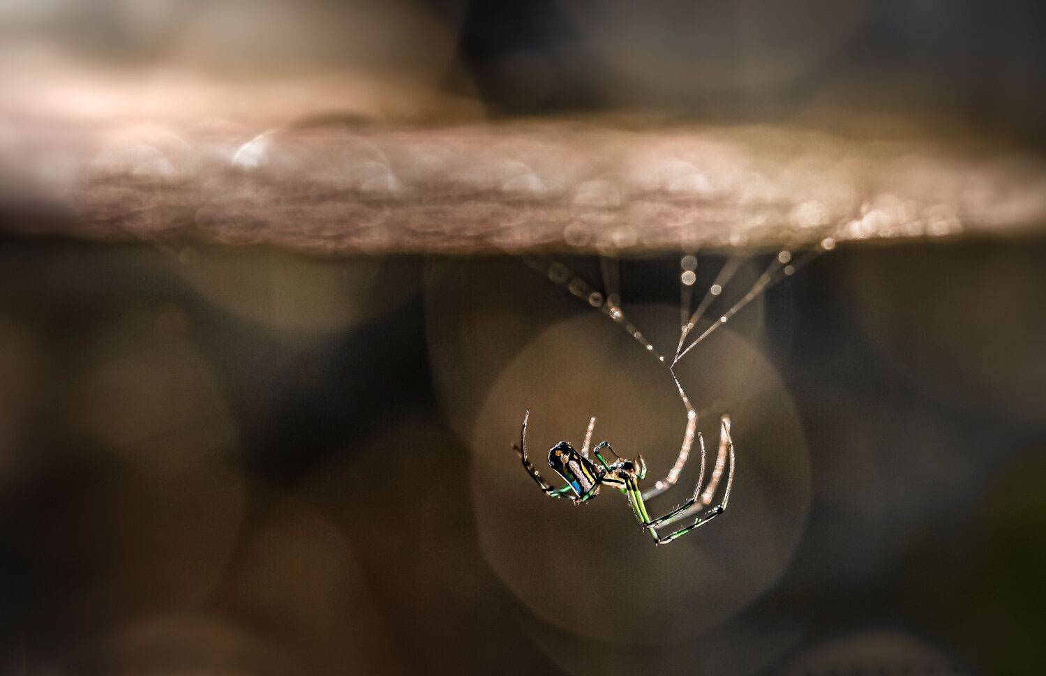 spider, animal, wild, insect, arachnid, leaf, macro, web, hanging, spider web, sunset, Atul Saluja