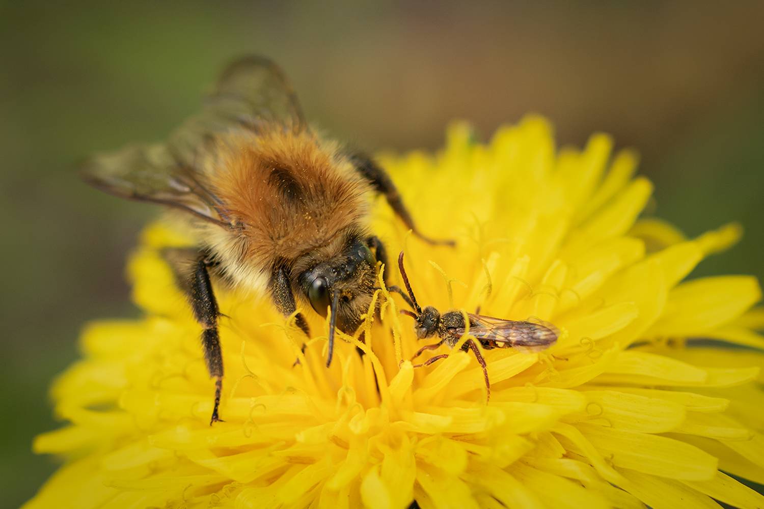macro, bumblebee, макро, макрофотография, шмель, одуванчик, Хилько Марина