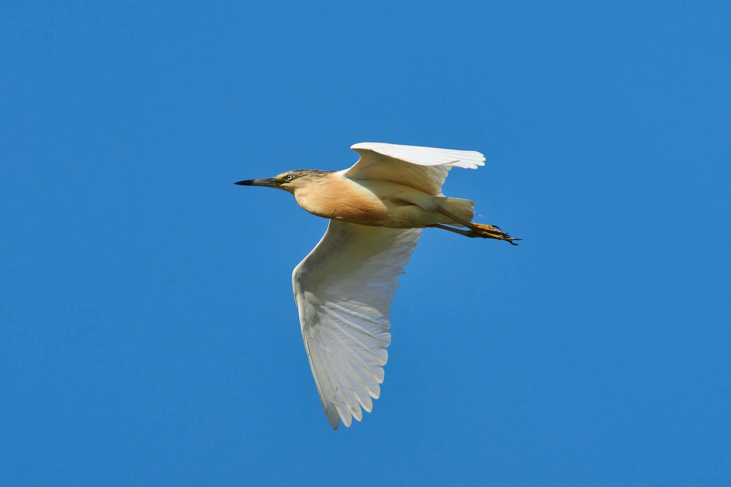 bird, birds, birdswatching, volgograd, russia, Ardeola ralloides,, Сторчилов Павел