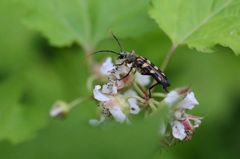 жук, малина Усатый-полосатый фото превью