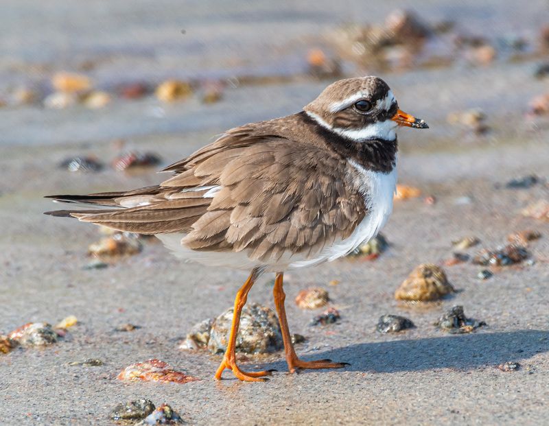 мурмаская область, териберка, птицы, зуек-галстучник Галстучник фото превью