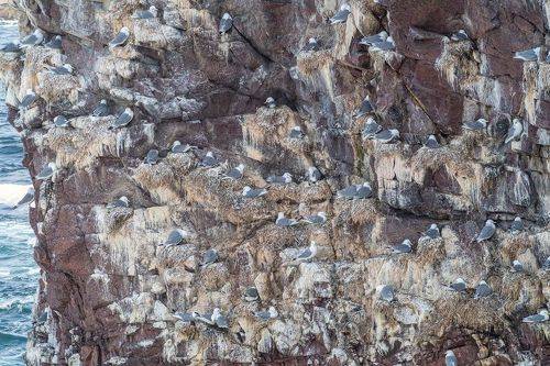 Птичий базар