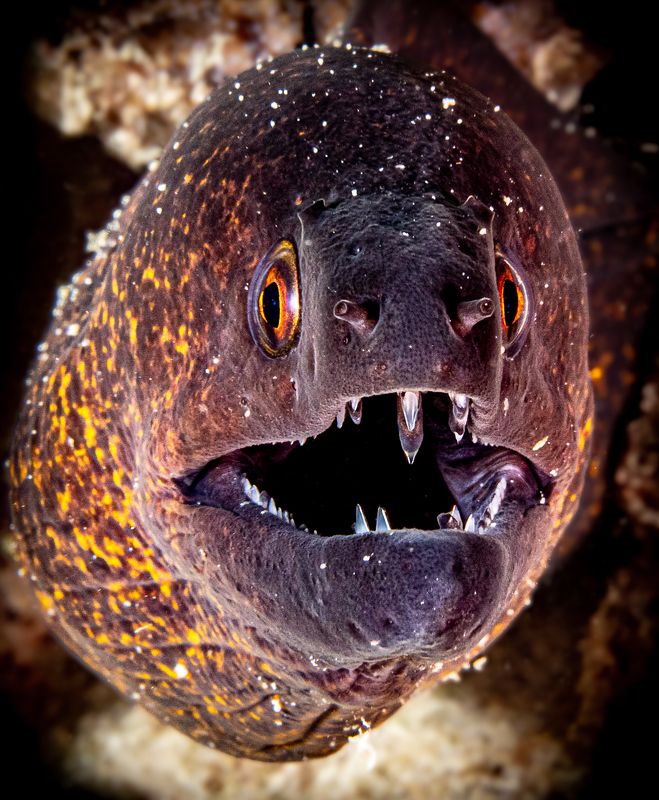 Ordinary Morray portrait фото превью