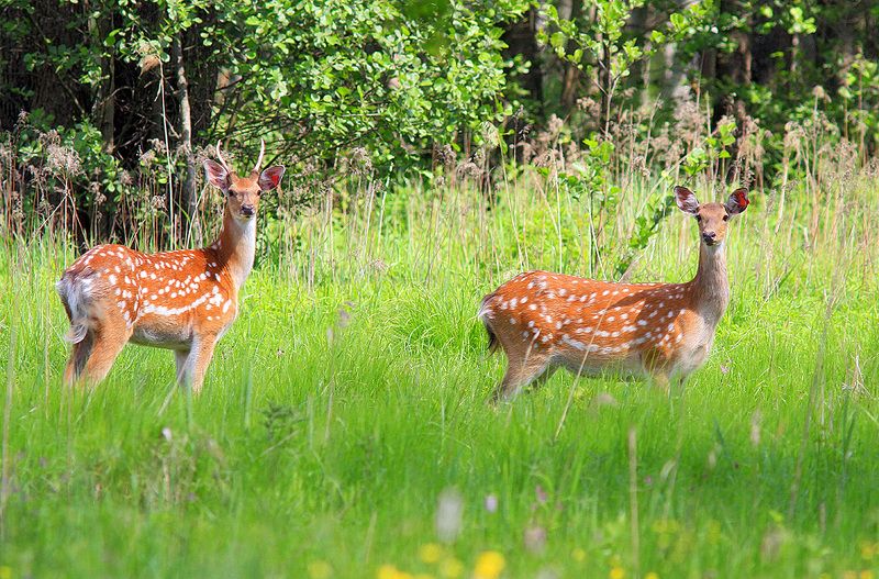 Пятнистые фото превью