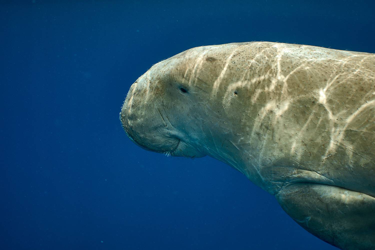 дюгонь, дайвинг, сноркелинг, подводная фотосъемка, морские животные, PAVEL PEREPECHAEV