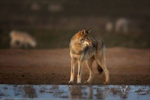 На фоне сайгаков ... 