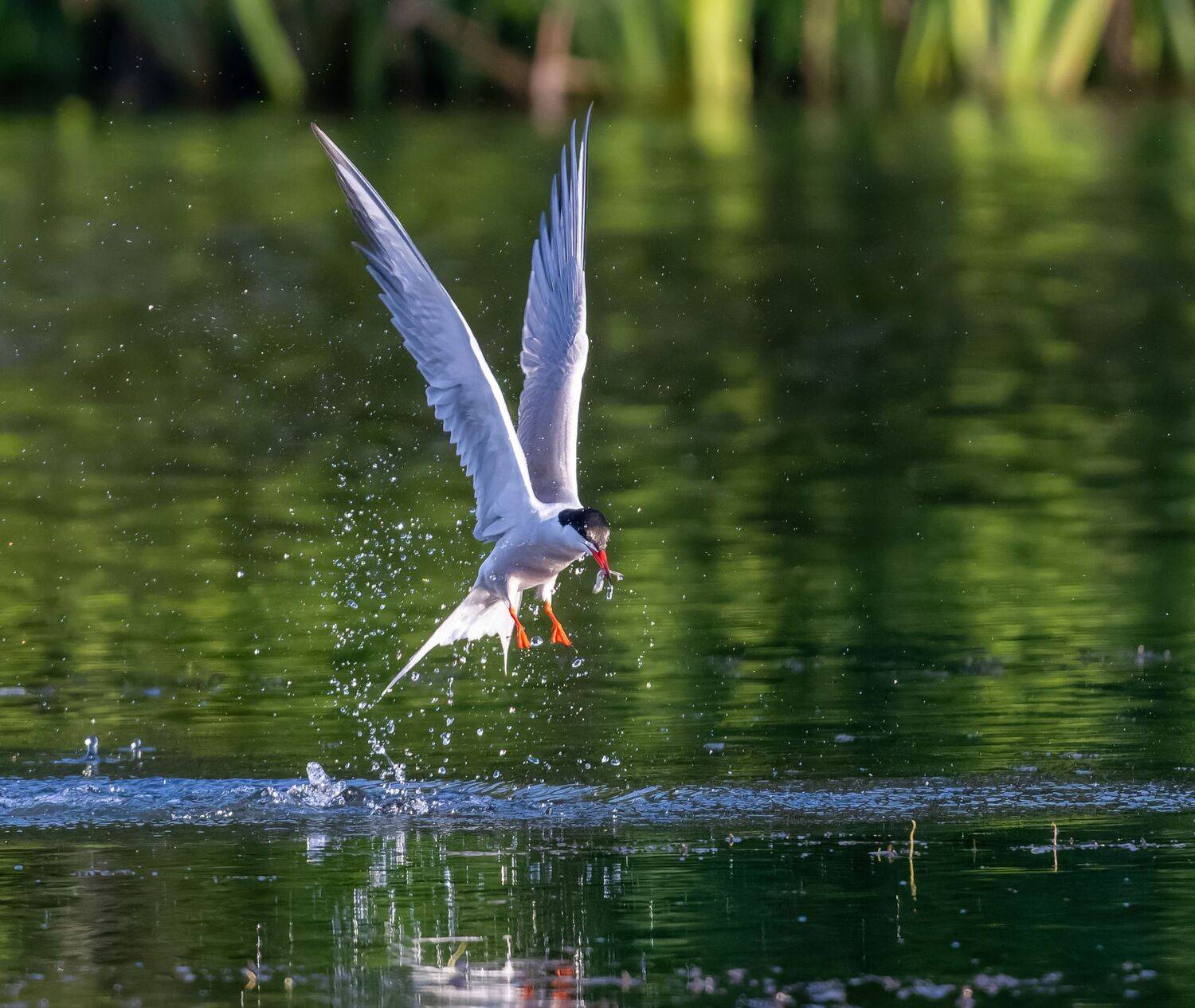 , Дэм Константин