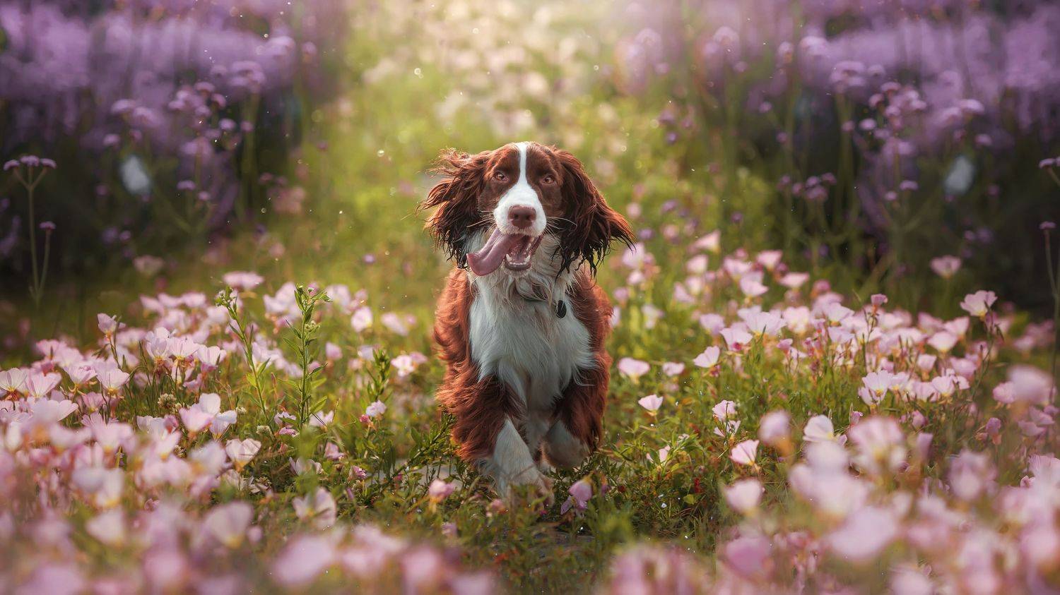 狗 宠物 萌宠, 宠物摄影师狗哥