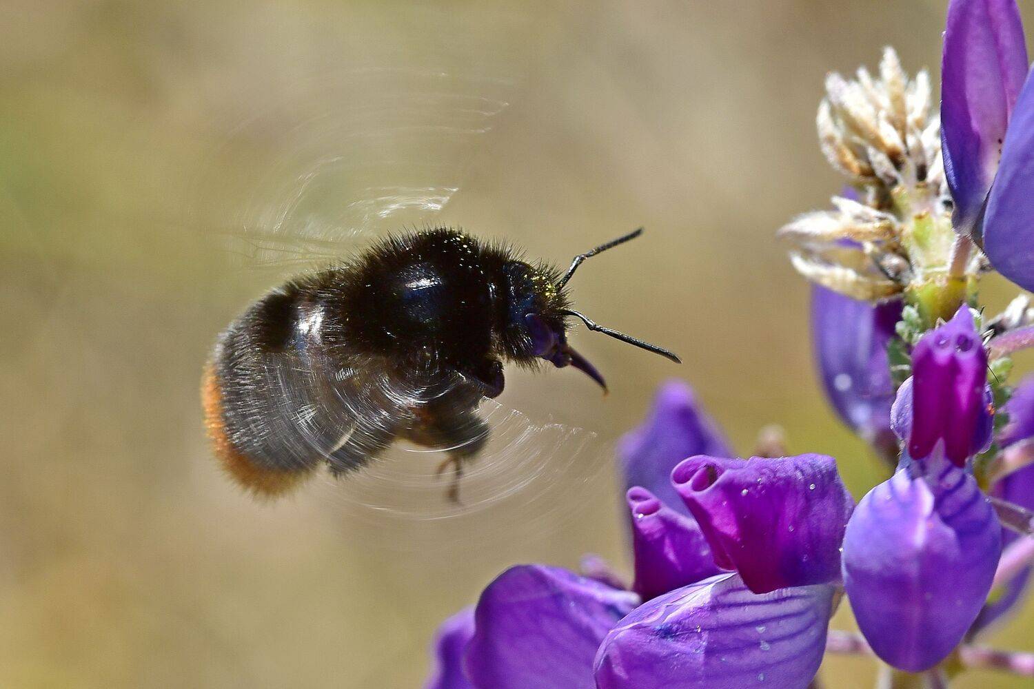 , Корнейчук Игорь