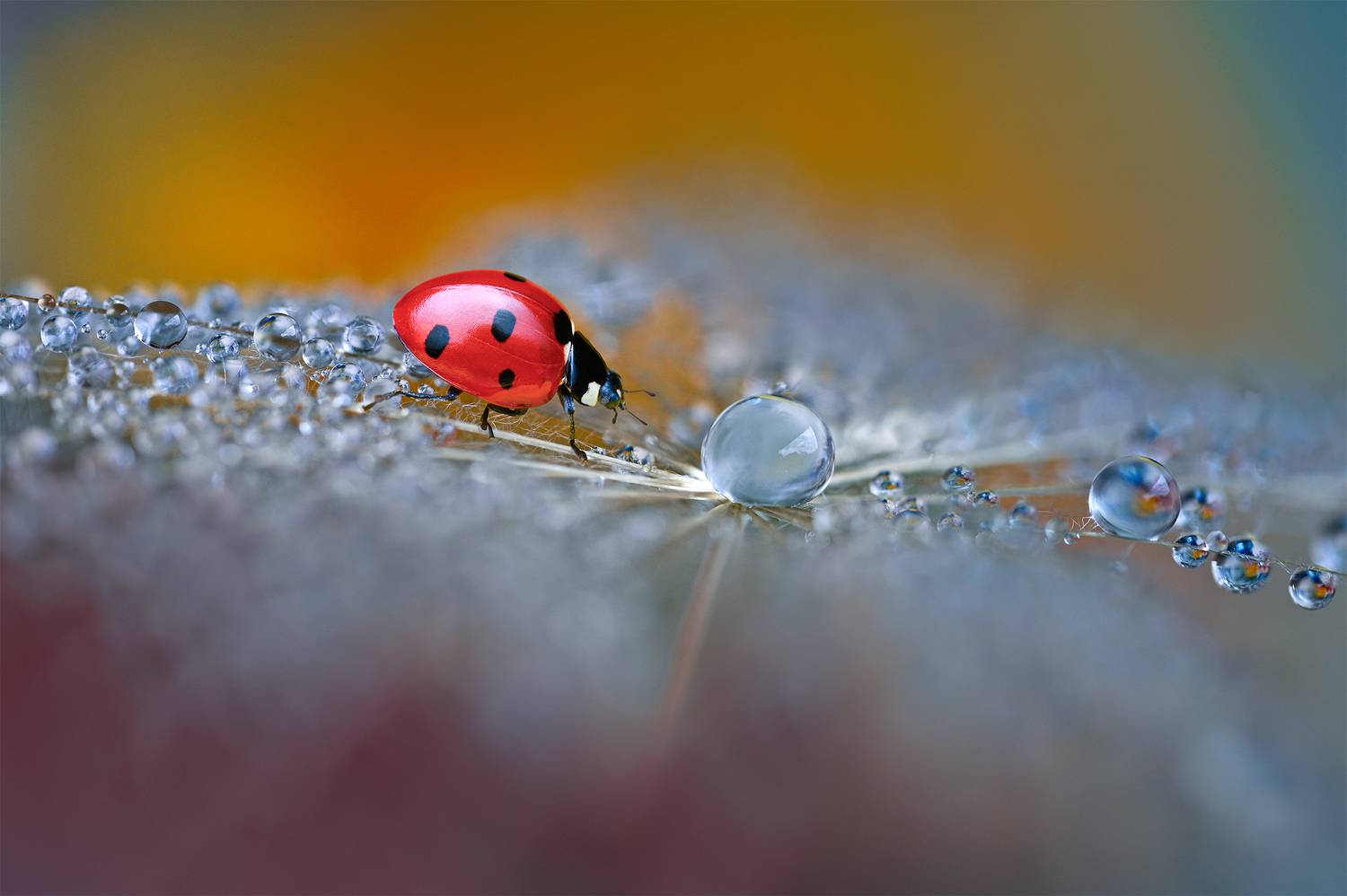 ceclii, macro, Ganev Tsvetan