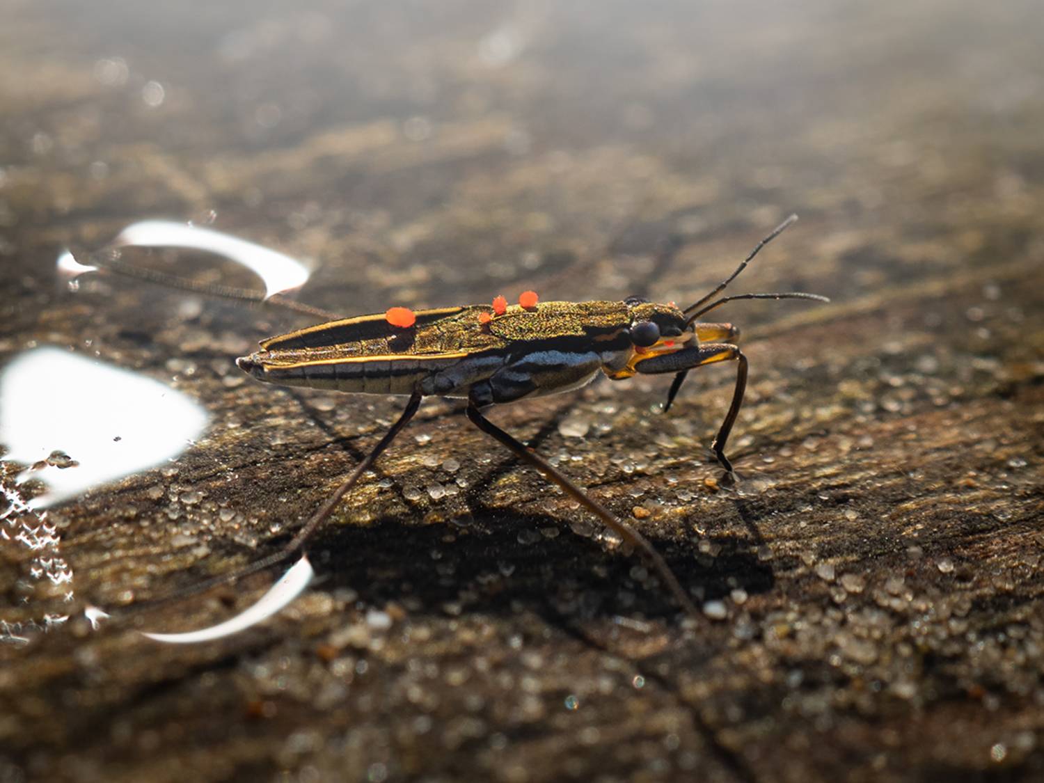 , Сергей Калёв