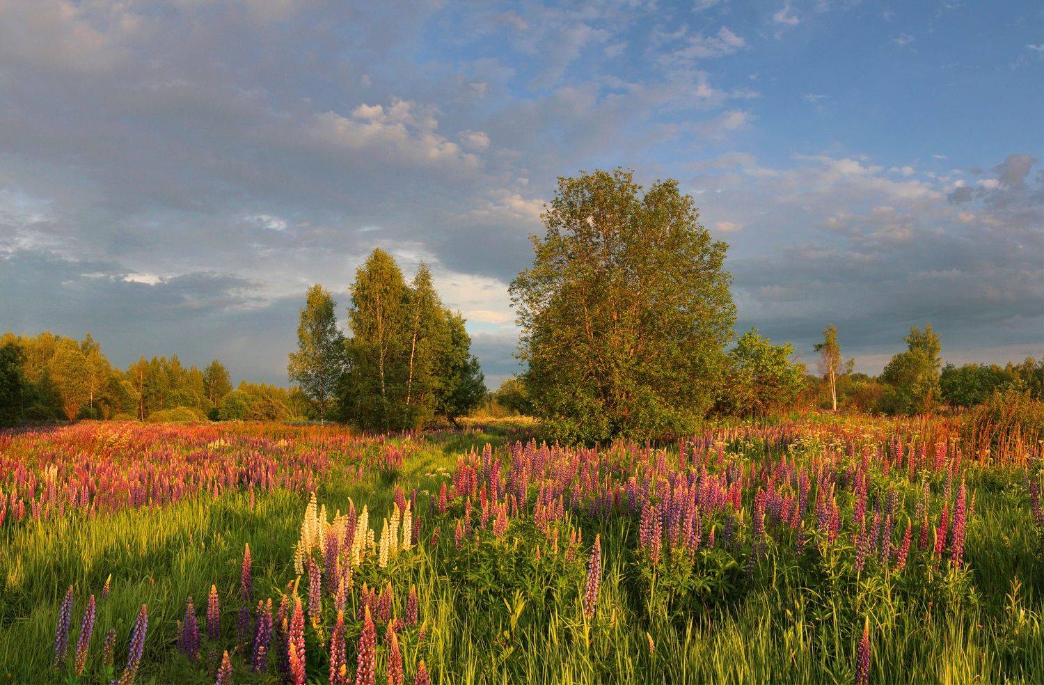 поле , цветы, облака, Александр Свистков