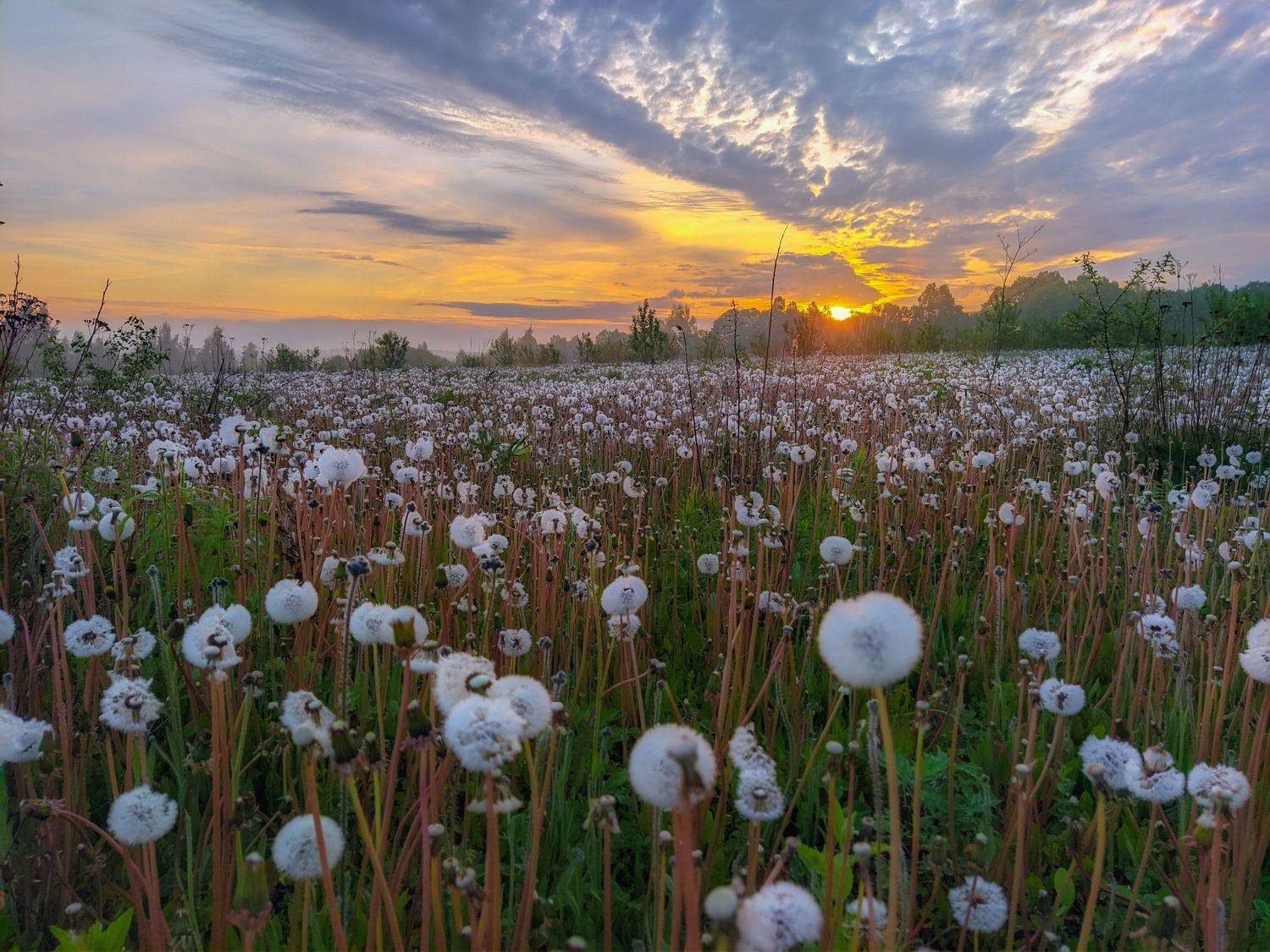 , Светлана Кондрашова