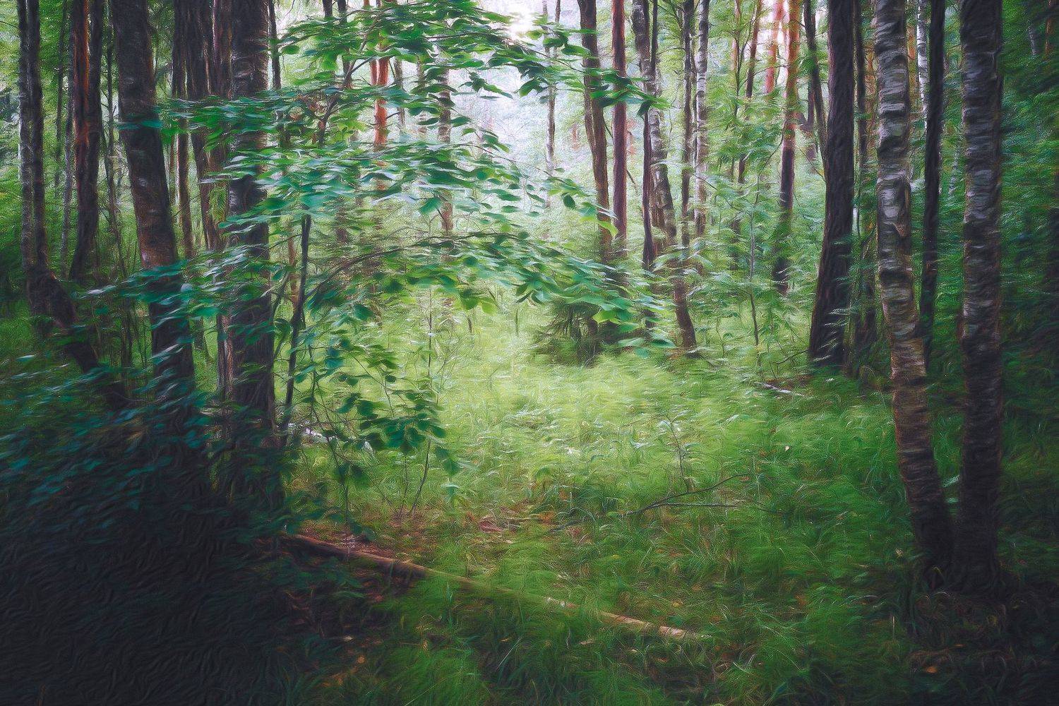 лес, деревья, листва, forest, woodland, trees, foliage, Валерий Вождаев