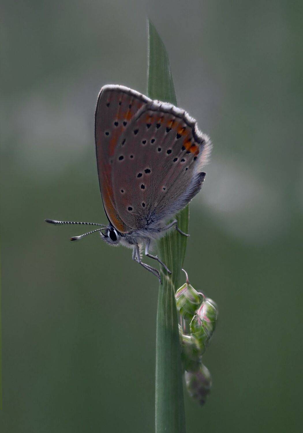 , Баранов Олег