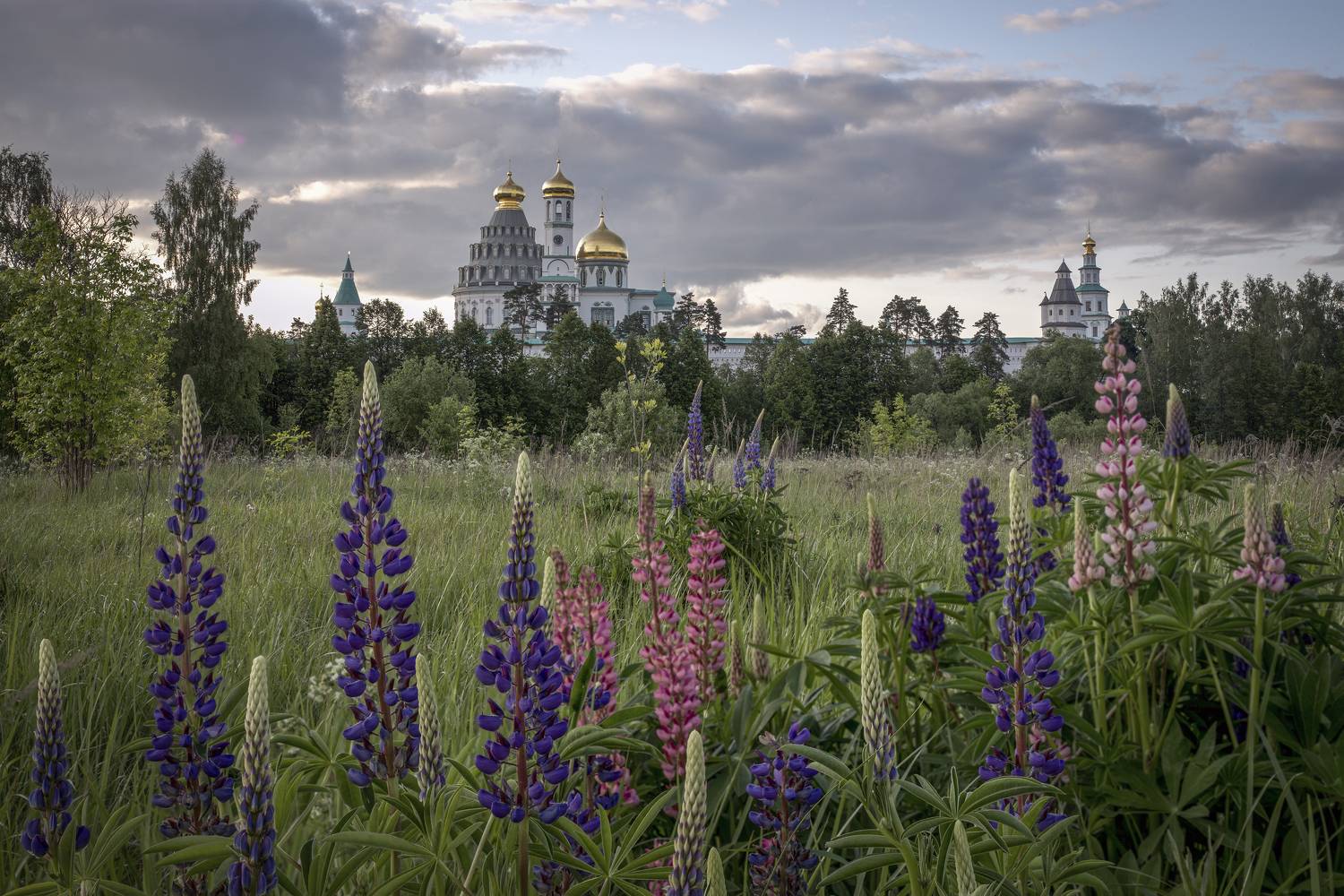 Московская область, Елена Гусева