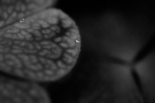 Чёрно-белые текстуры кислицы