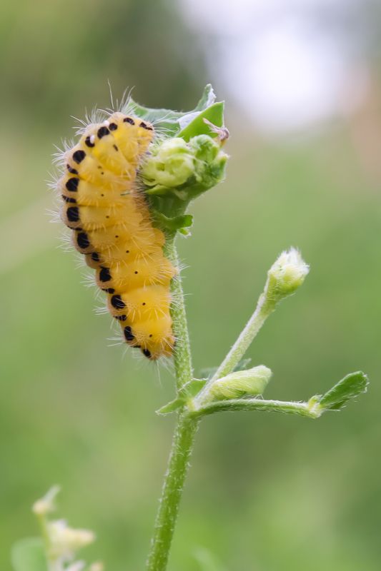 Гусеница фото превью