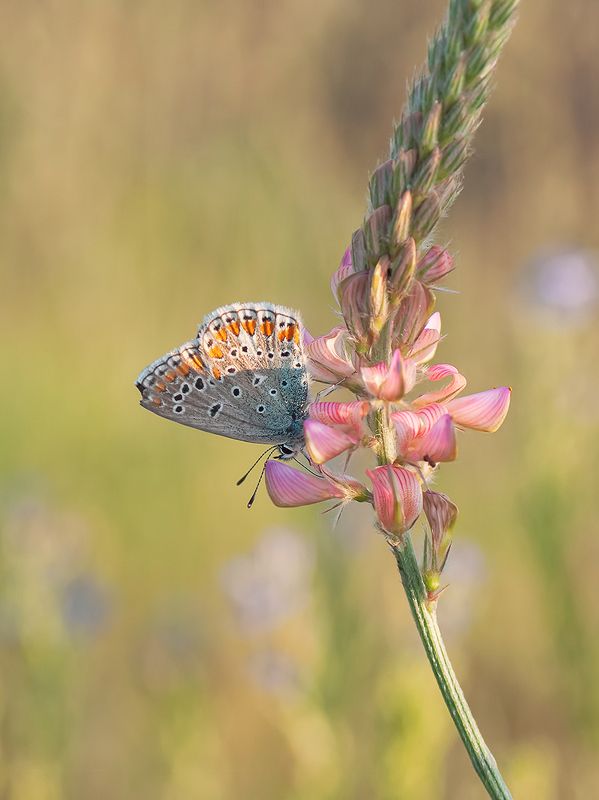 С голубянкой фото превью