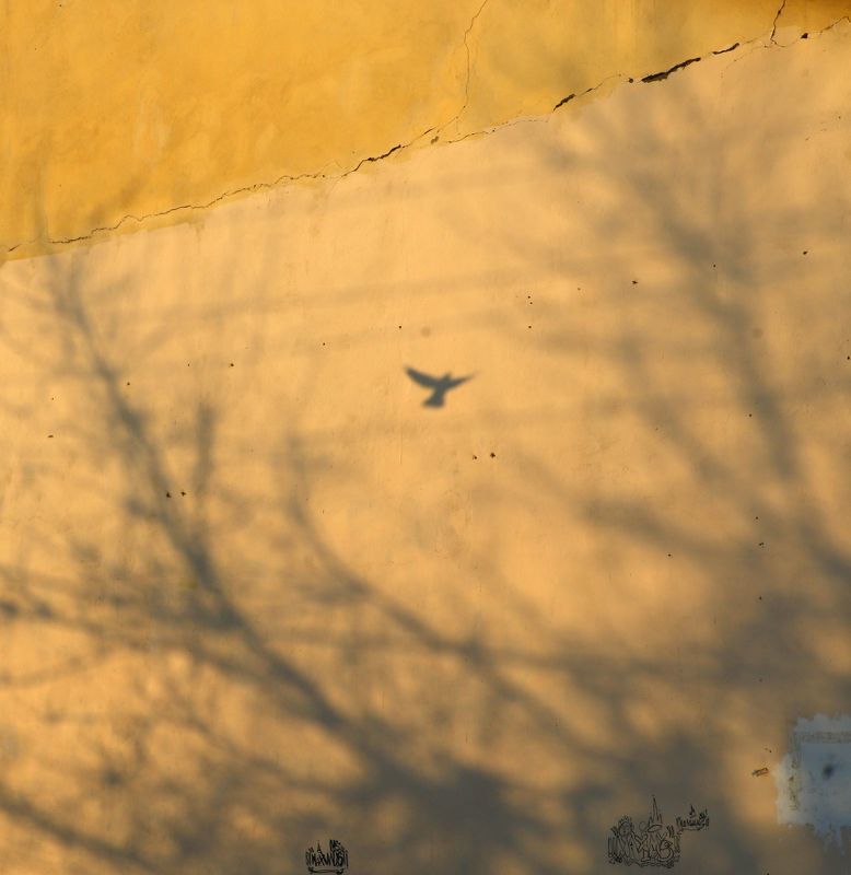 шаварёв, арт, История про птиц, небо и тени. фото превью