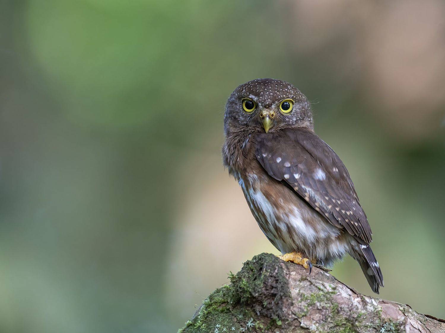 , Burgalin Sequeira Fernando