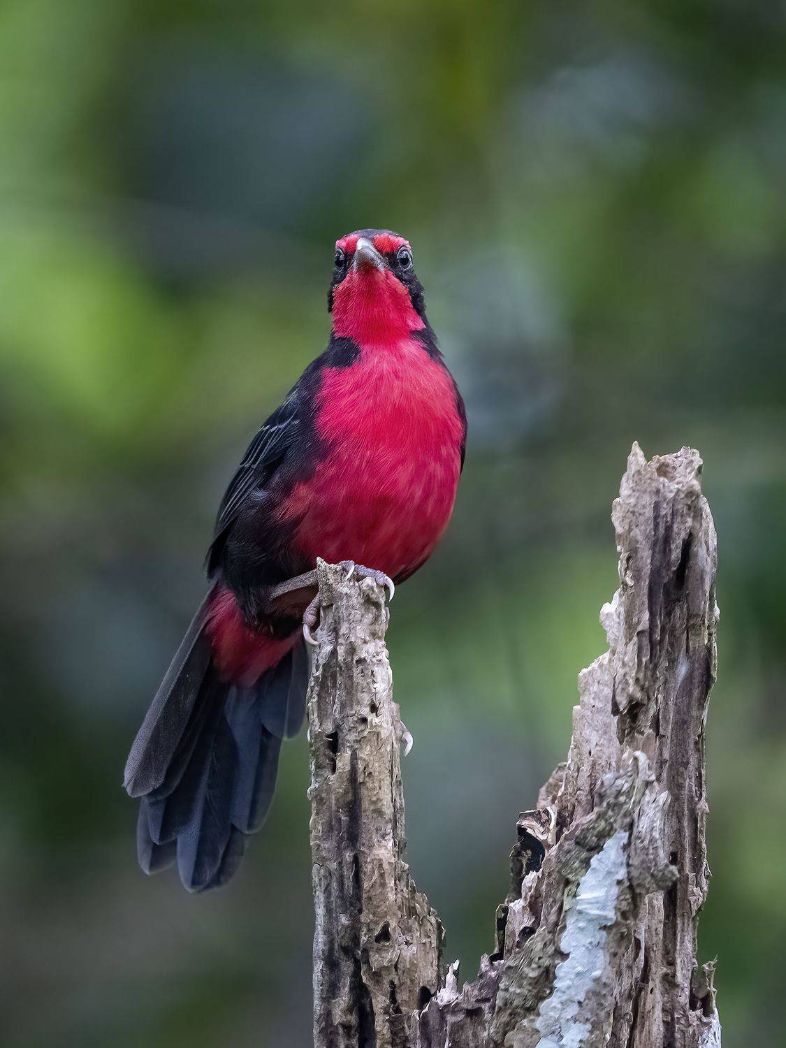 , Burgalin Sequeira Fernando