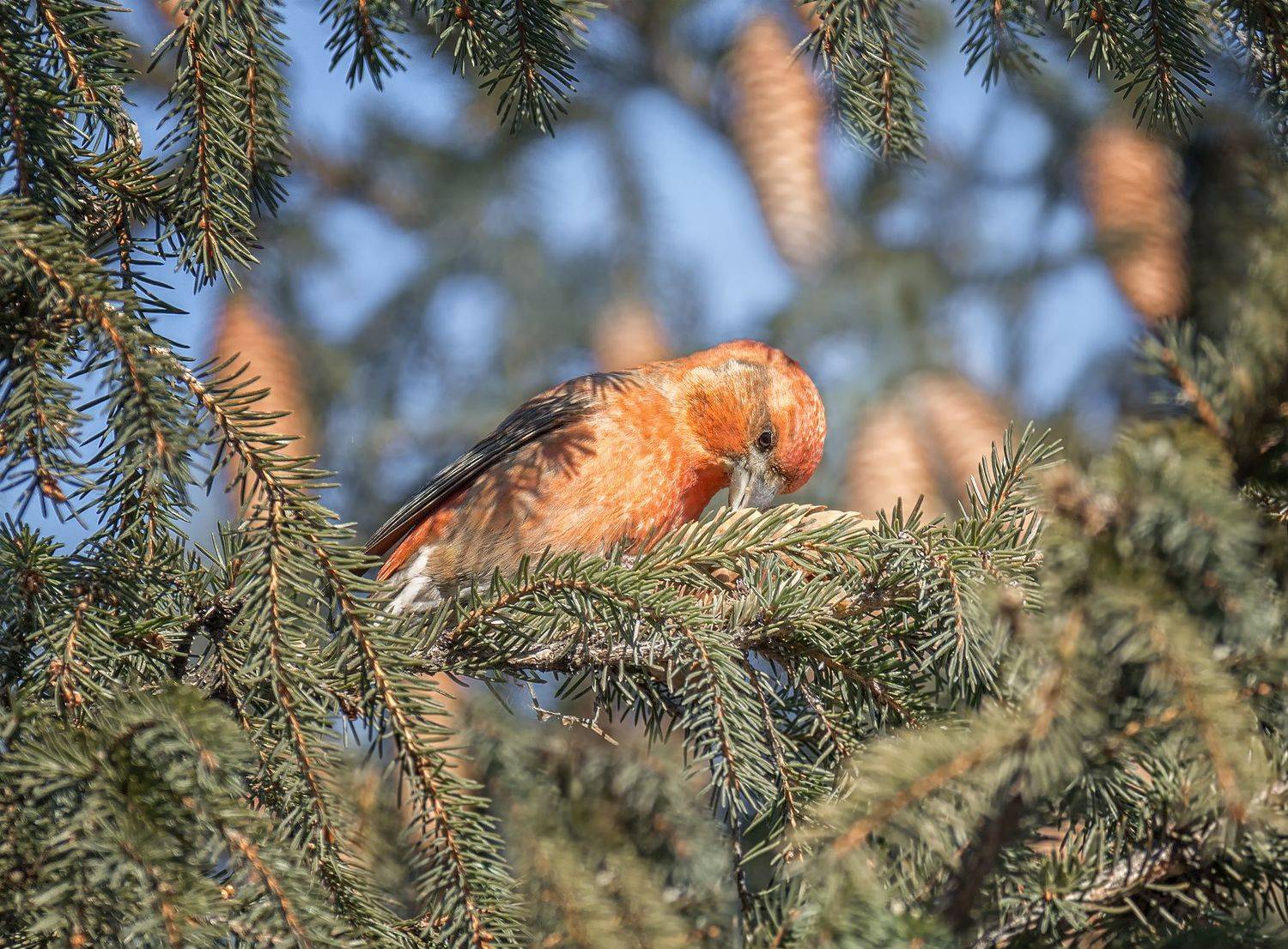 птица, клёст, самец, шишка,,, Марина Мочалова