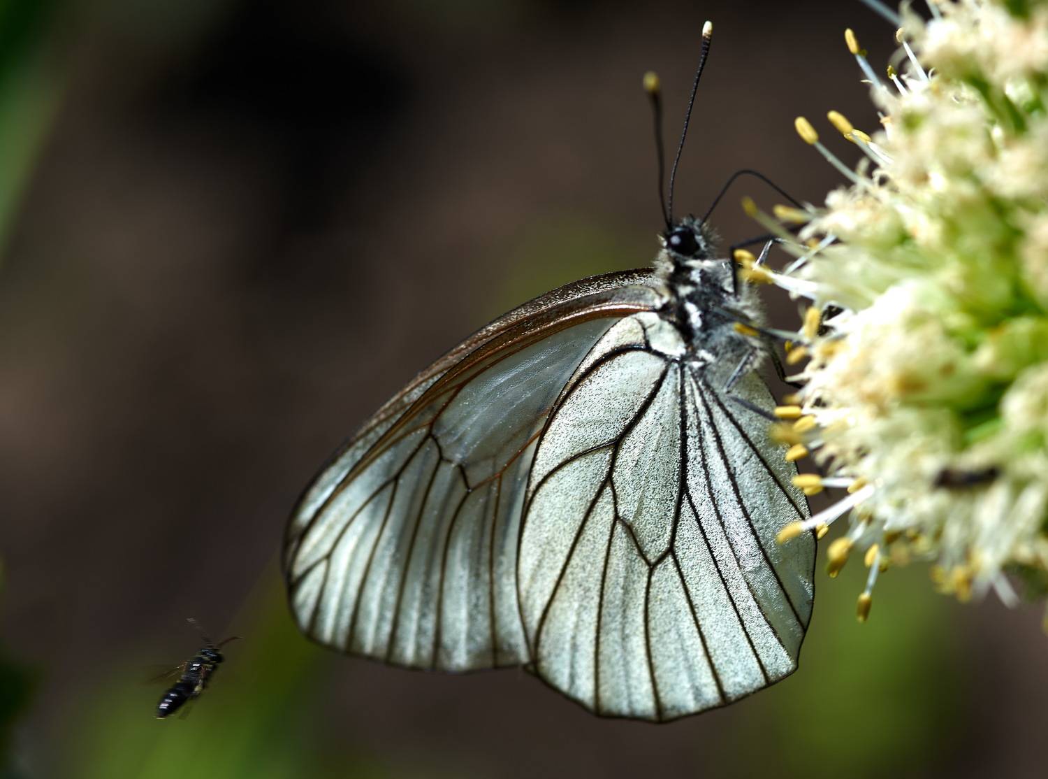 , Владимир Краснов