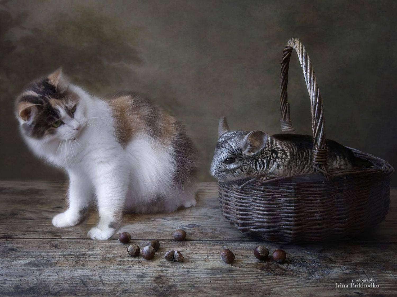 постановочное фото, домашние животные, кошка, шиншилла, питомцы, Приходько Ирина