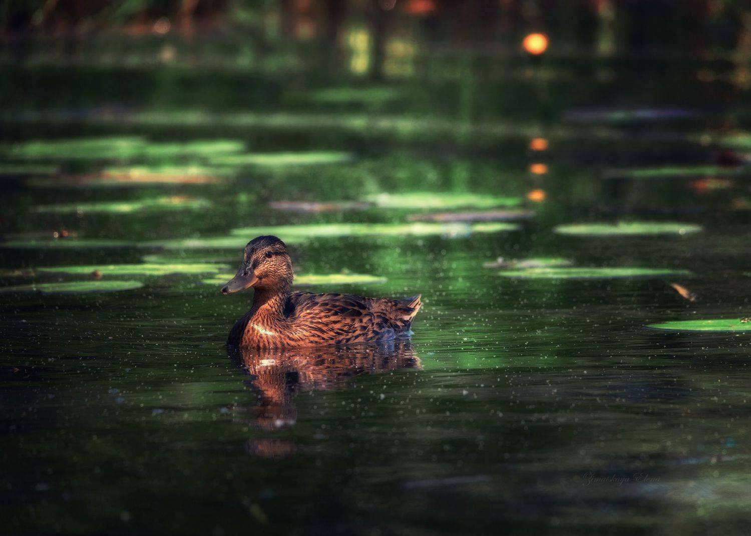 , Елена Зимацкая