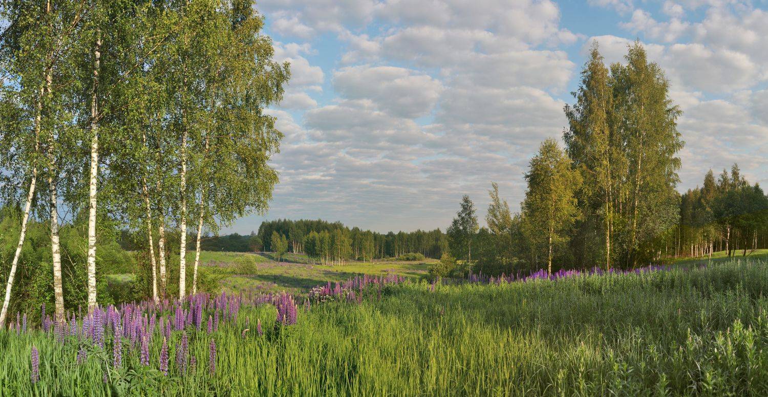 утро , лес , лето , поле, Александр Свистков