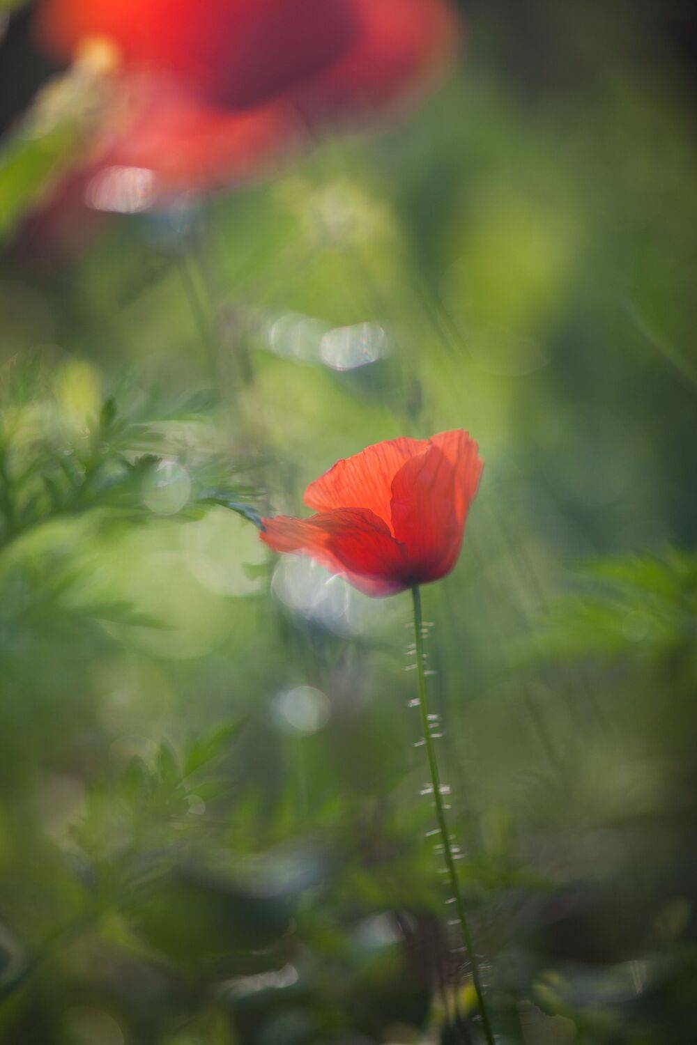 , Викулов Николай