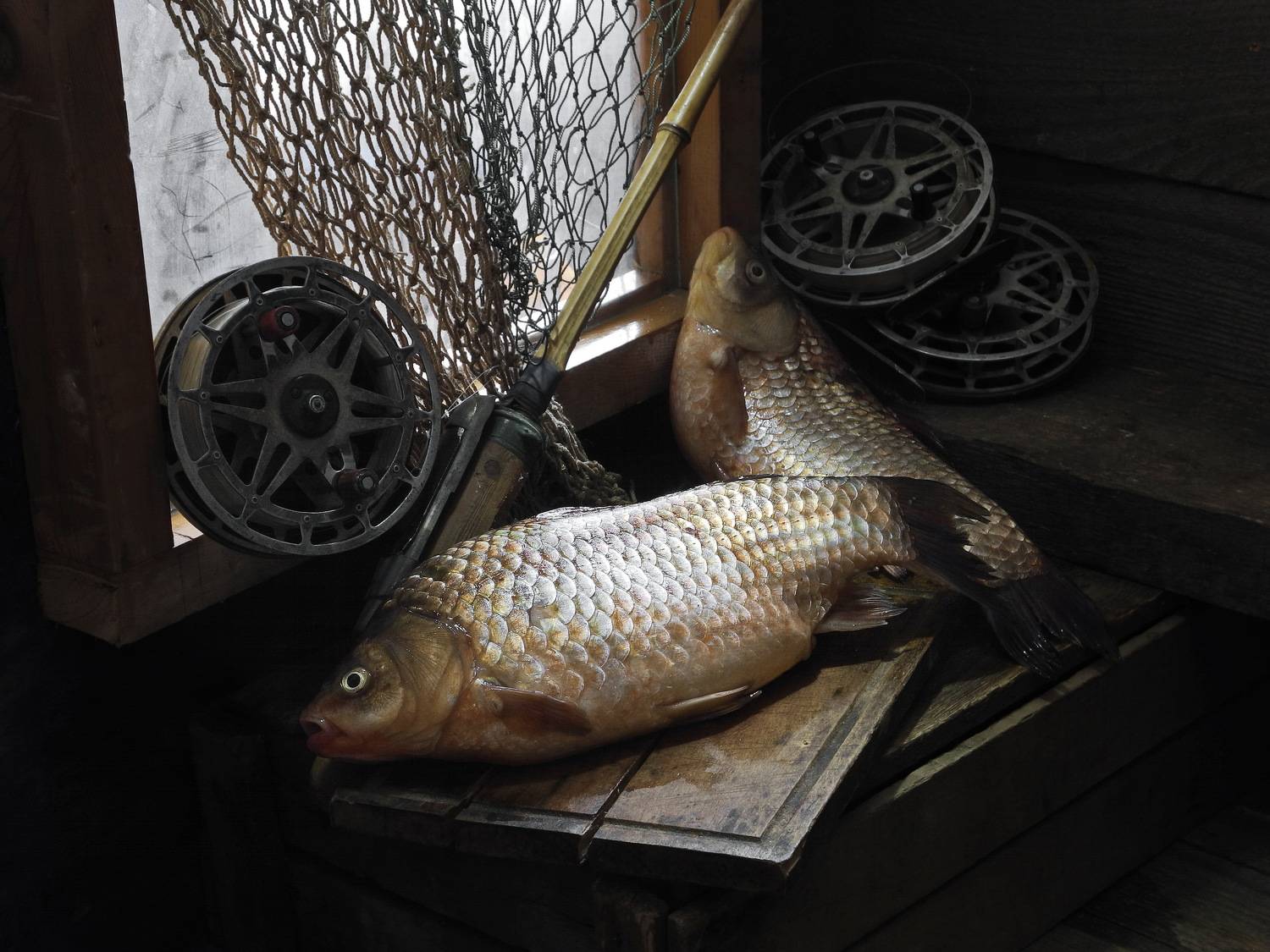 рыба, карась, карп, сазан, плотва,, Сергей Фунтовой