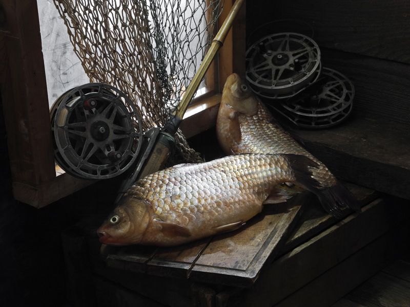 рыба, карась, карп, сазан, плотва, Караси-кабанчики. фото превью