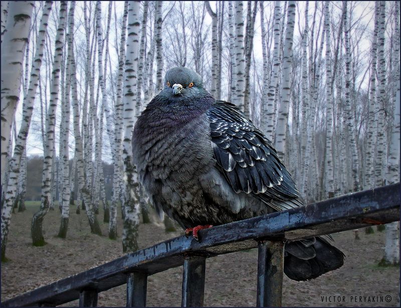 Портрет русского голубя фото превью