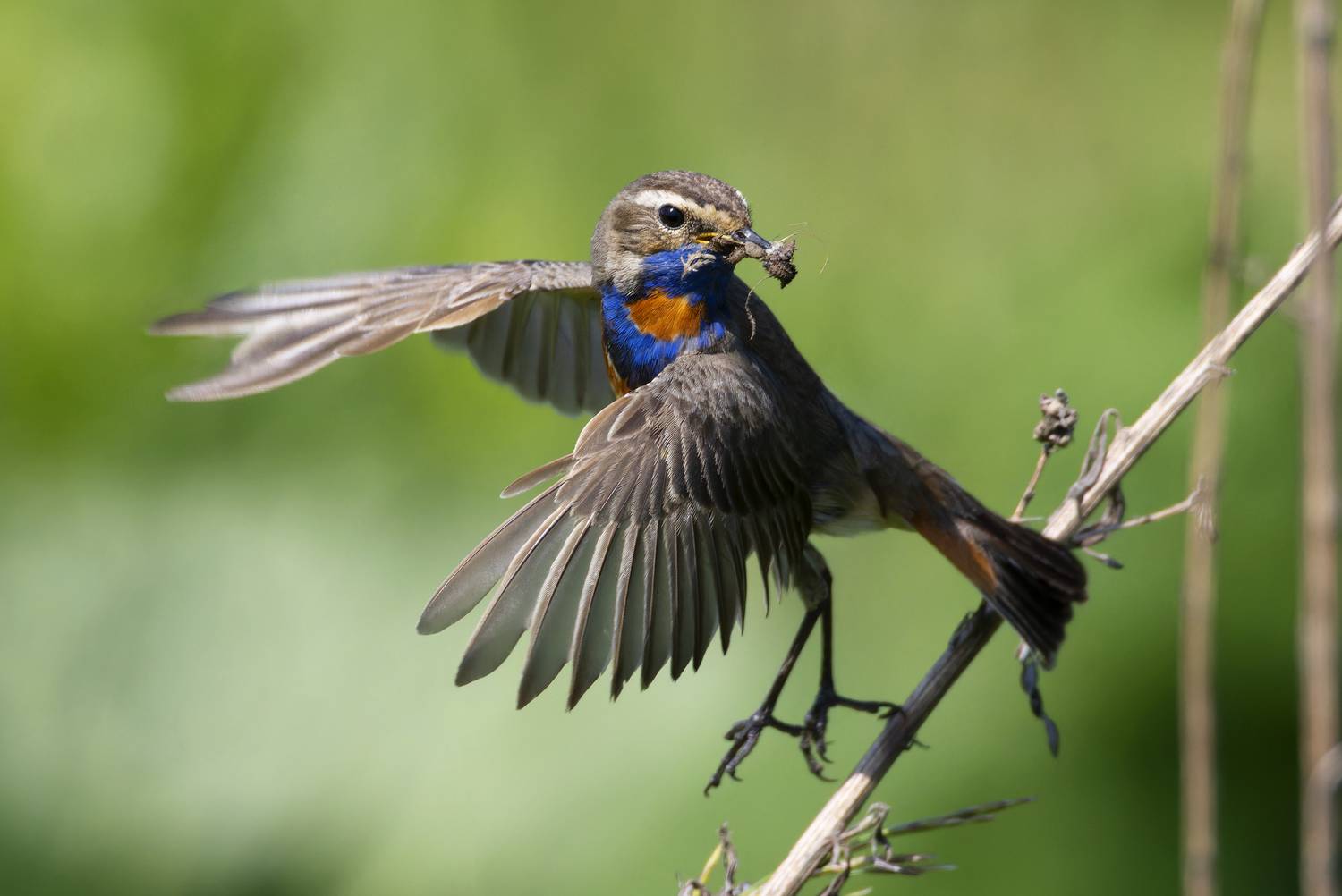 варакушка, птицы, фото птиц, Александр Шипиленко