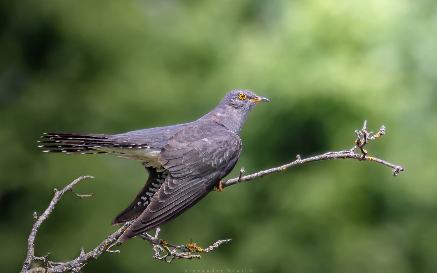 кукушка, Круль Александр