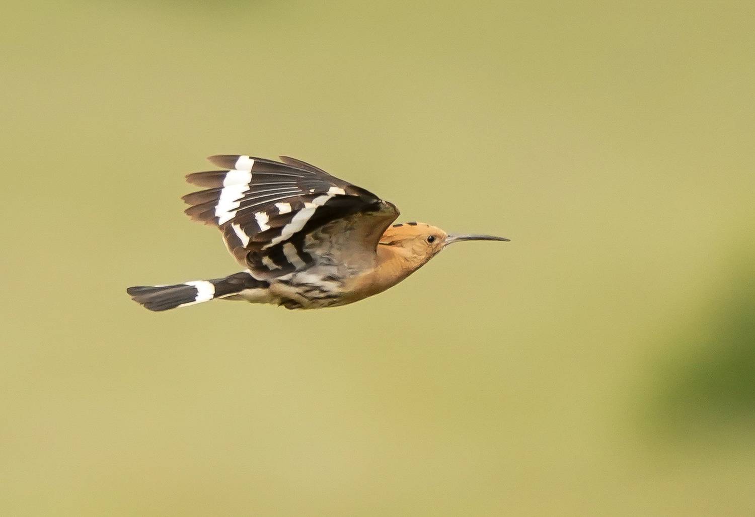 , Красимир Георгиев