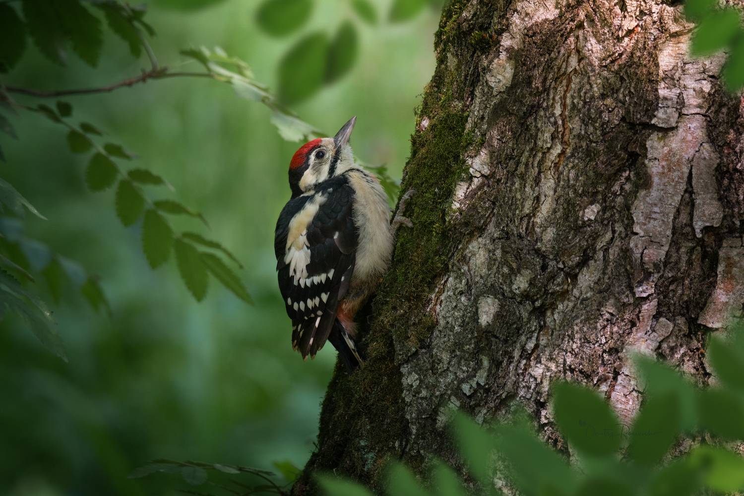 природа, лес, поля, огороды, животные, птицы, макро, Посевич Дмитрий