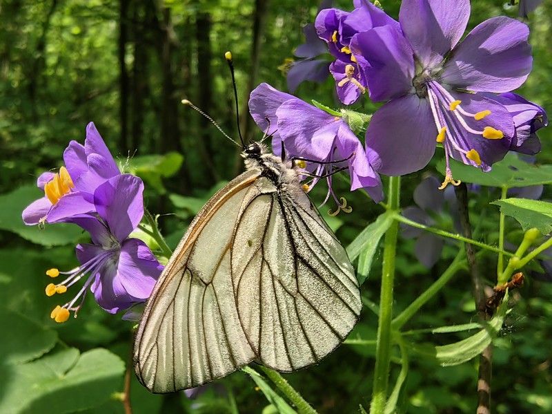 Бабочка в лесу фото превью