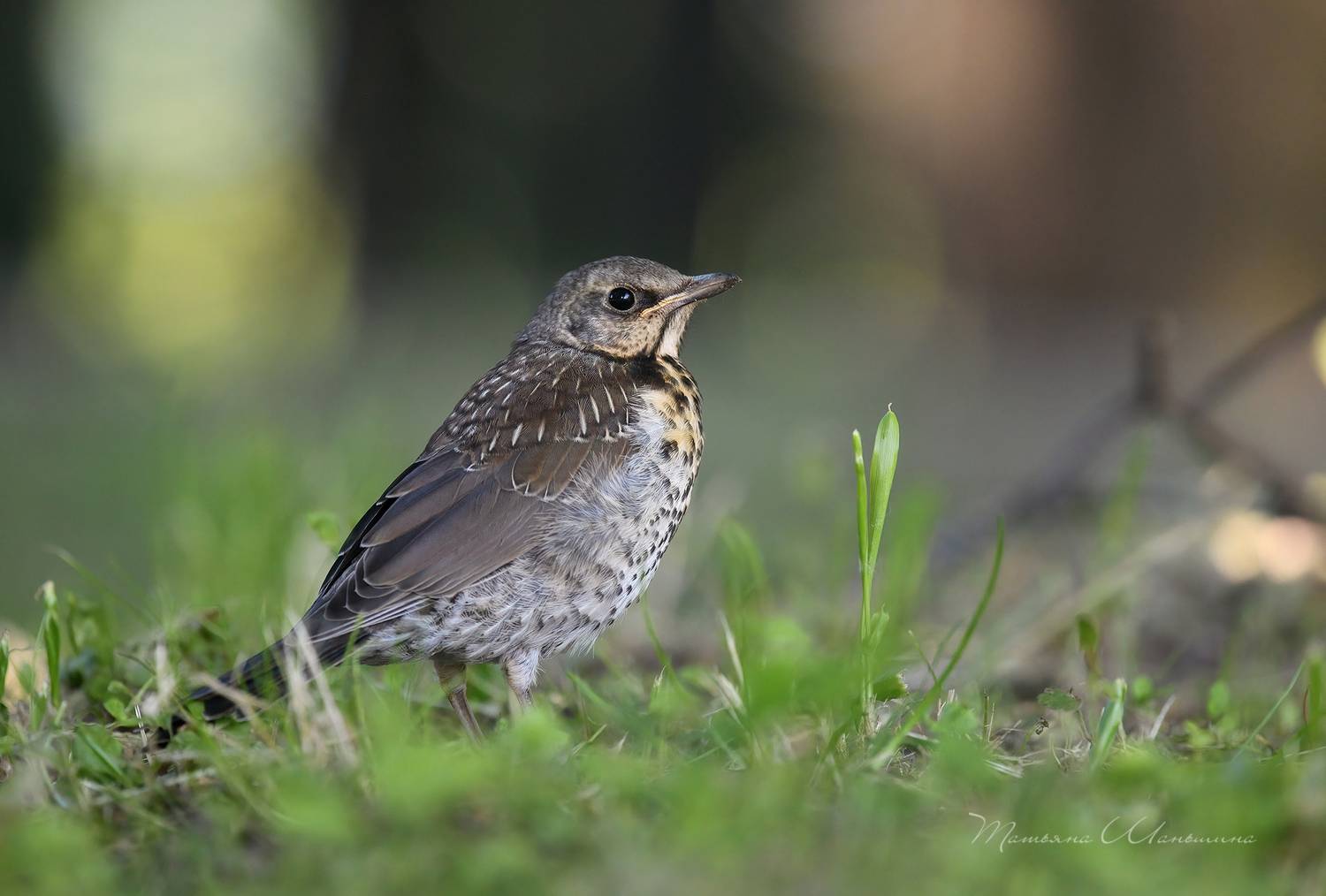 , Татьяна Шаньшина
