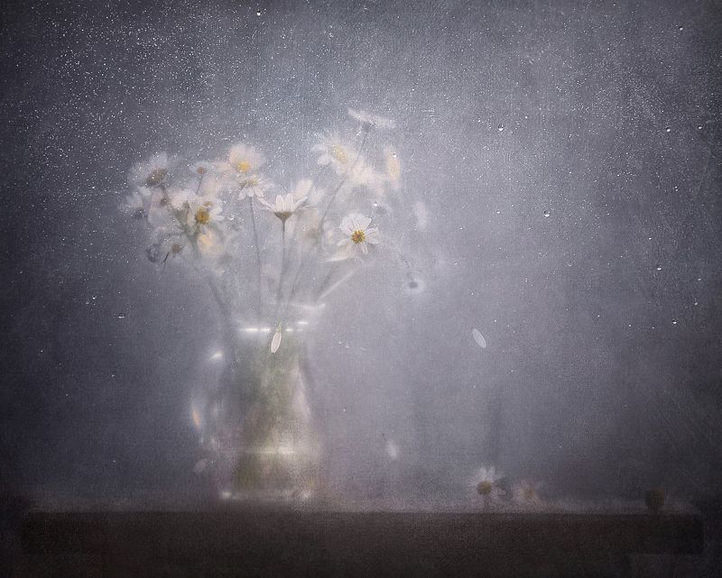 В облаке белых ромашек фото превью