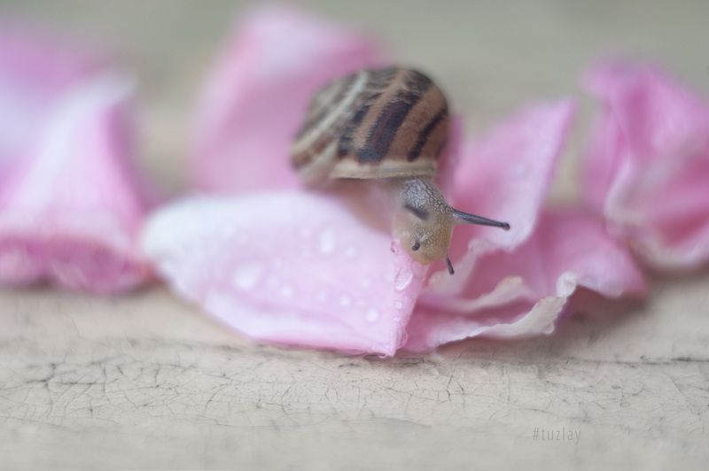 И снова про улитку и Гелиос 44 фото превью