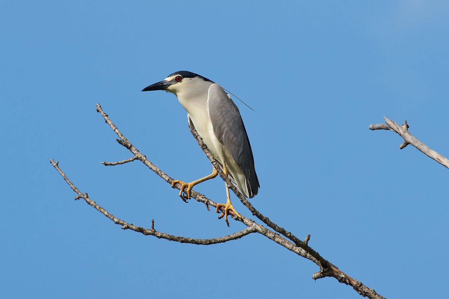 bird, birds, birdswatching, volgograd, russia, Nycticorax nycticorax,, Сторчилов Павел