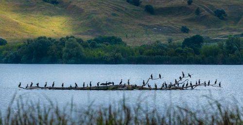 Птицы на Великомихайловском пруду