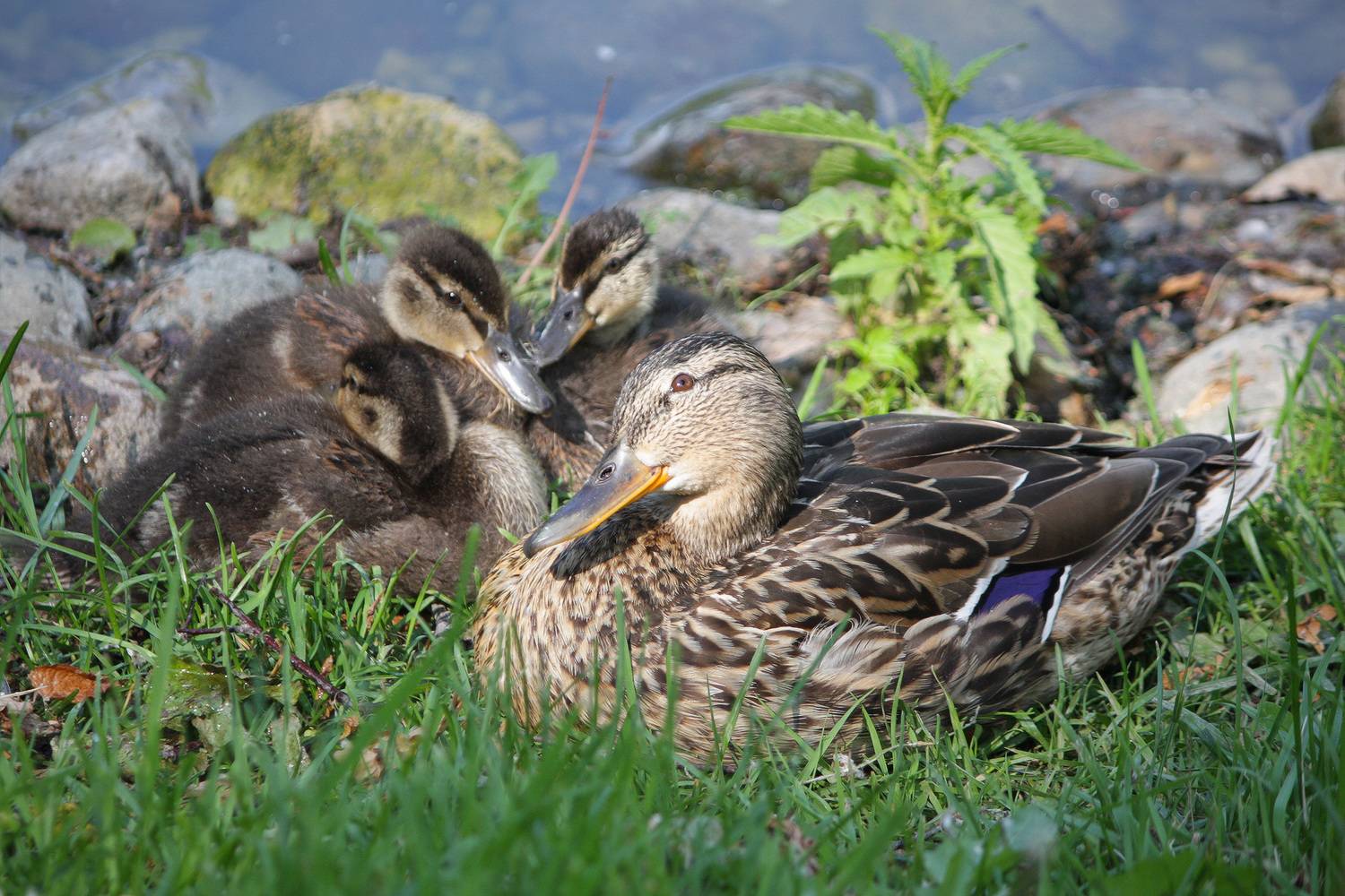 утка, кряква, утята, КарОл