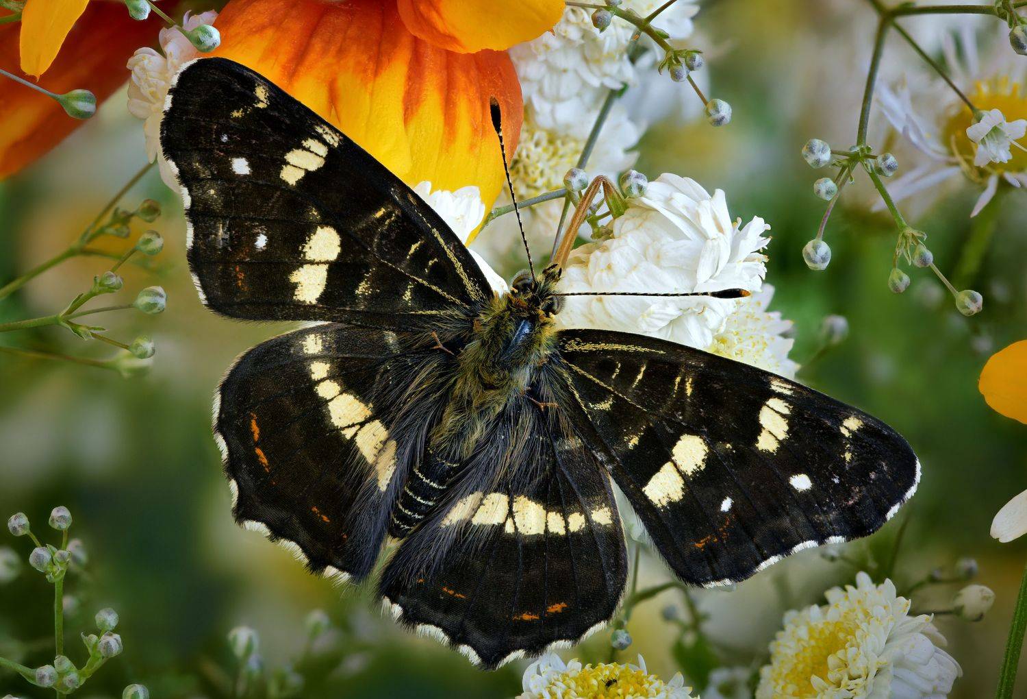 , Антон Финевич