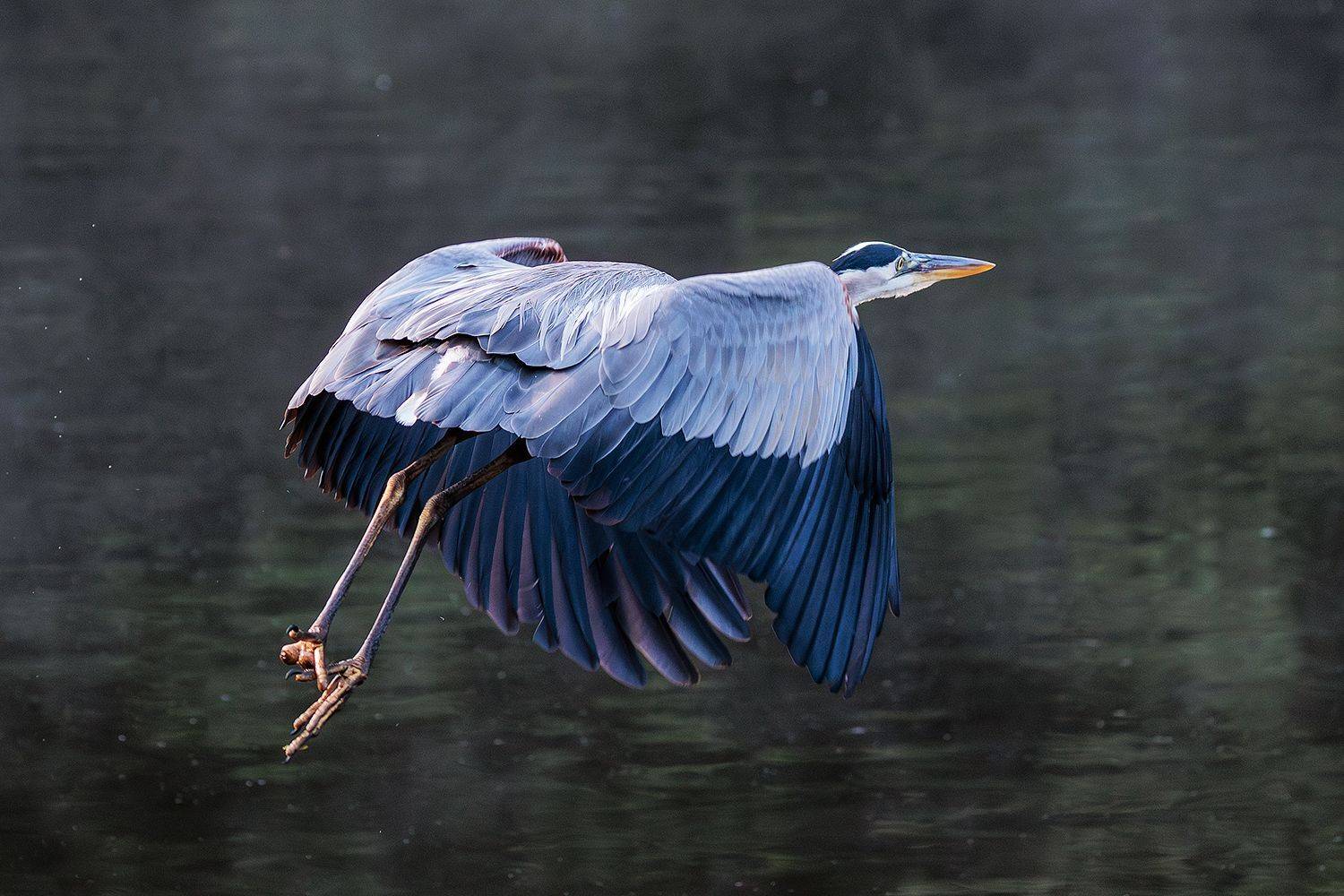 , Леонид Дьяченко